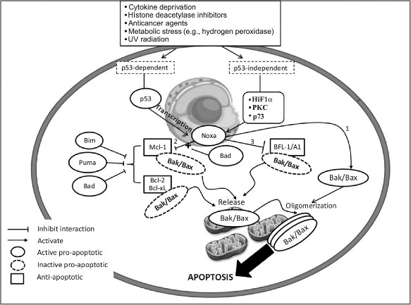 Noxa induces apoptosis via p53-dependent and p53-independent mechanisms.jpg